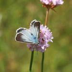 Silbergrüner Bläuling (Polyommatus coridon)