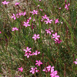 Heidenelken (Dianthus deltoides) bei Hohenfelde