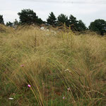 Pfriemengras (Stipa capillata) in den Müllerbergen