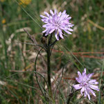 Violette Schwarzwurzel (Scorzonera purpurea)