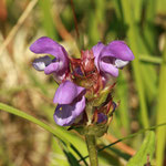 Große Braunelle (Prunella grandiflora) Jamikow