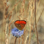 Bergjasione (Jasione montana) mit Dukatenfalter in den Müllerbergen