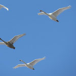 Höckerschwäne im Flug