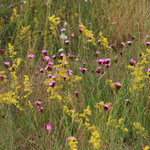 Kartäuser Nelke (Dianthus carthusianorum) Müllerberge