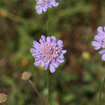 Graue Skabose (Scabiosa canescens) Galower Berge