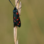 Zygena filipendula)