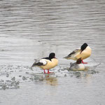 Gänsesäger rasten an einer Eiskante
