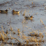 Hier sind drei Krickenten auf Futtersuche im Flachwasser