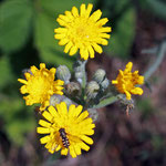 Natternkopfhabichtskraut (Hieracium echoides) Trockenrasen Jamikow