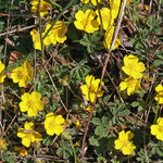 Frühlingsfingerkraut (Potentilla tabernaemontani) in den Müllerbergen