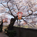 茶屋街　満開の桜