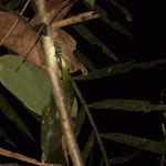 Spinne
