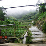 Gemüsegarten
