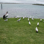 Pelican