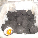 Pitan (salted eggs)
