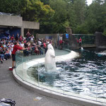Beluga Whale Show