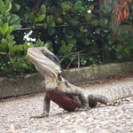 Water Dragon