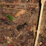 Skorpion