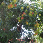 Rambutan