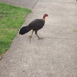 Wild turkey