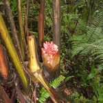 Wild Ginger