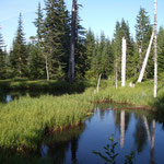 Moorland