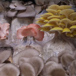 Pilzli