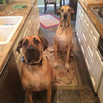 Pet Stop Dog Fence - Great Dane and Mastiff