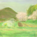 野の桜