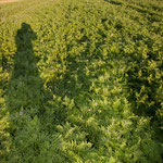 24-09-2013 Phacelia, Ramtillkraut