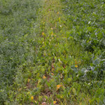 09-09-2013 in der Mitte ungedüngt, links Gesundvariante Phacelia, rechts Gesundvariante Ölrettich