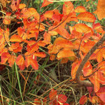 Der Karst • Die Herbstfarben des Färberbaumes • © foto introitaly