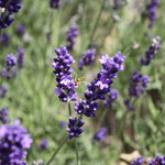 Lavande sp - Photo Les Plantes dans tous les sens
