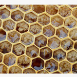 Propolis - Photo Les Plantes dans tous les sens