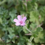 Géranium rosat - Photo Les Plantes dans tous les sens