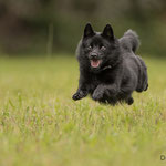Inci, Schipperke