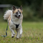 Tarawood's Fenja, Islandhund