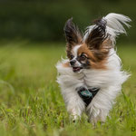 Gizmo, Papillon
