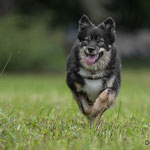 Islandhund