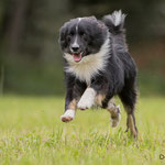 Islandhund