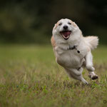Tarawood's Elja Snerpa, Islandhund