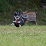 Perla, Islandhund
