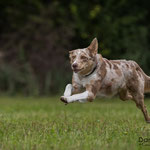 Milish, Border Collie