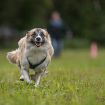 Tarawood's Fenja, Islandhund