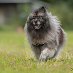 Spitz