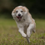 Tarawood's Elja Snerpa, Islandhund