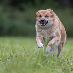 Cylia, Islandhund