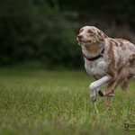 Milish, Border Collie