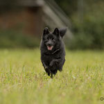 Inci, Schipperke
