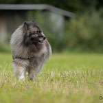 Spitz